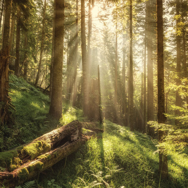 Exotic Woods Reed Diffuser