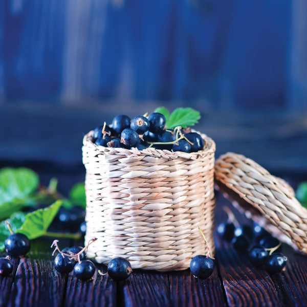 Hamptons Deluxe Candle Collection - Value Pack