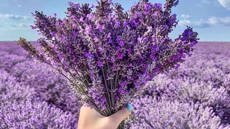 Lavender: Nature's Calming Herb