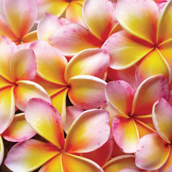 Frangipani - Amber Natural Soy Candle