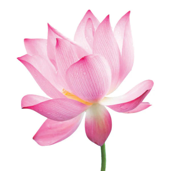 Pink Lotus Flower - Natural Soy Candle