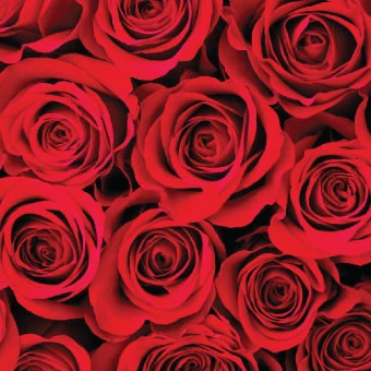 1 Litre Duo - Moroccan Rose + Patchouli, Geranium & Ylang Ylang - Trade