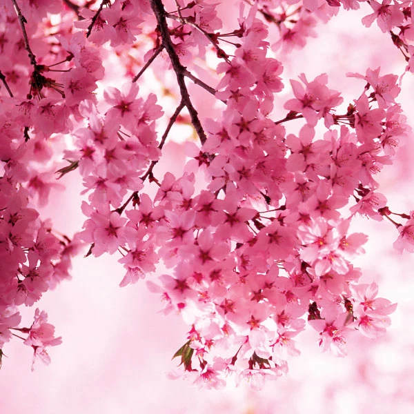 Oriental Cherry Blossom Wax Melt