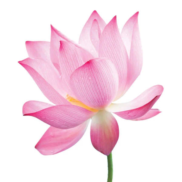 Pink Lotus Flower Wax Melt