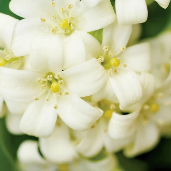 Sweet Jasmine & Magnolia Argan Body Wash