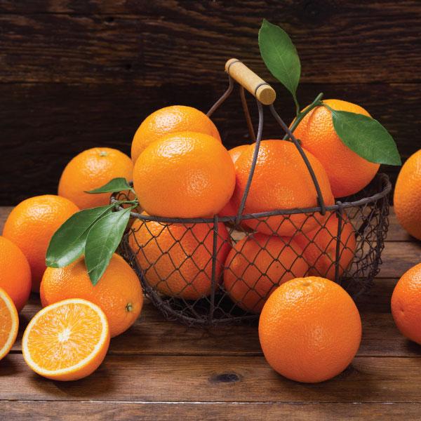 Reed Diffuser + 250ml Refill - Hamptons Deluxe - Exotic Oasis - Persian Orange and Cassis - Trade Value Pack